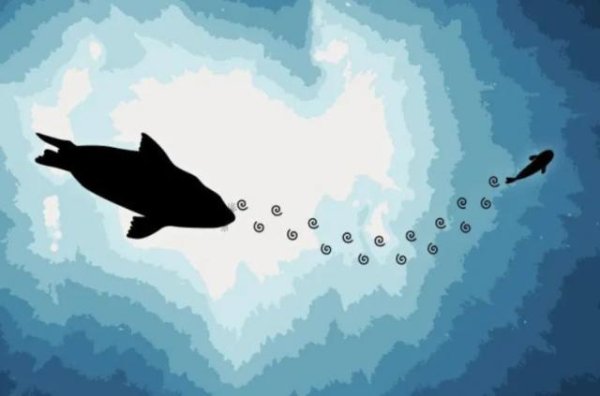 三星证券 精密的水下雷达竟然就长在海豹脸上，科学家直呼“真香”！